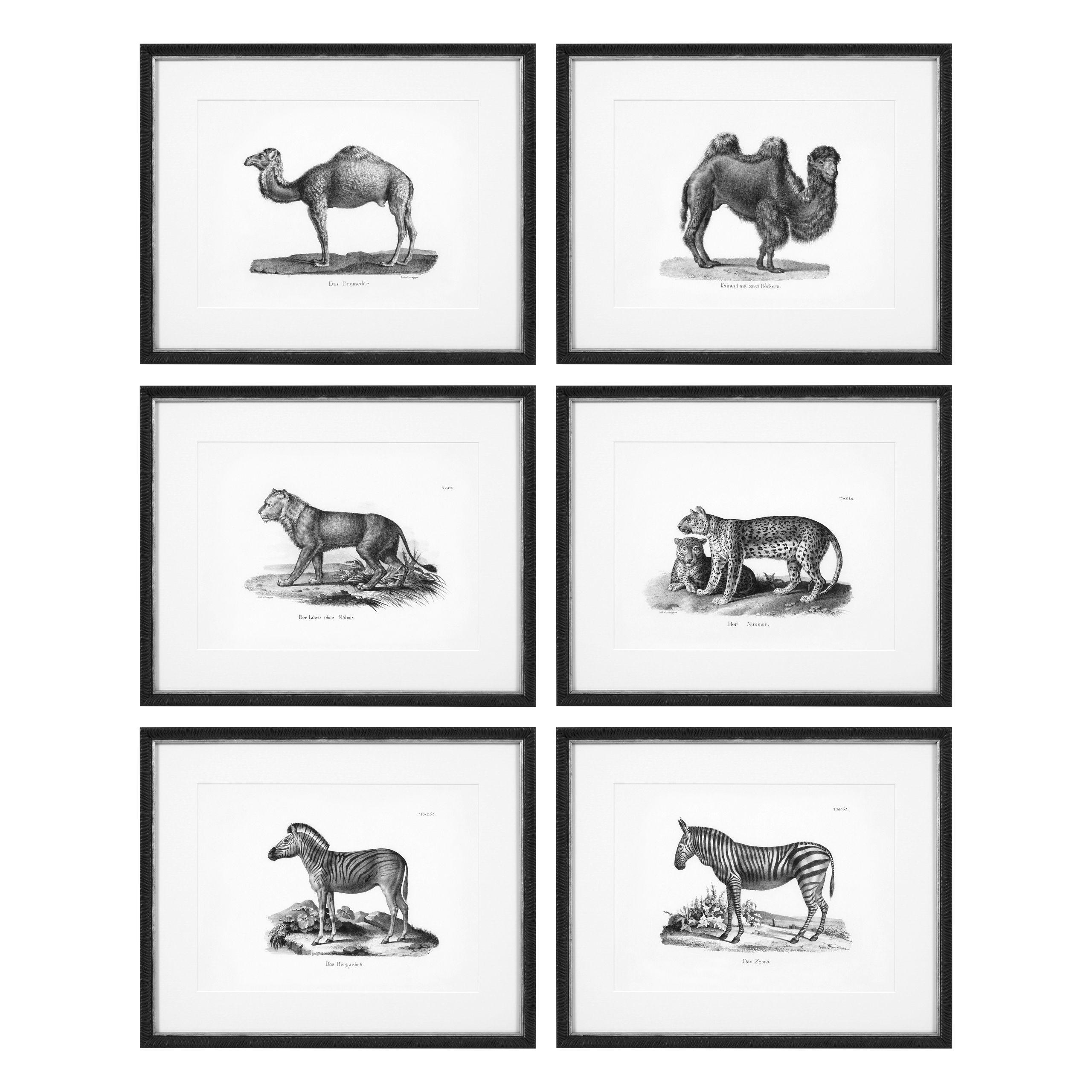 Купить Набор постеров Prints Historical Animals set of 6 в интернет-магазине roooms.ru